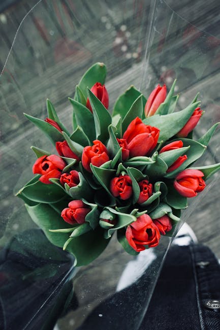 A bouquet of fresh red tulips with smooth, vibrant petals and sturdy green stems, arranged in a compact, rounded style. The tulips are wrapped in clear plastic, with some leaves prominently visible, h