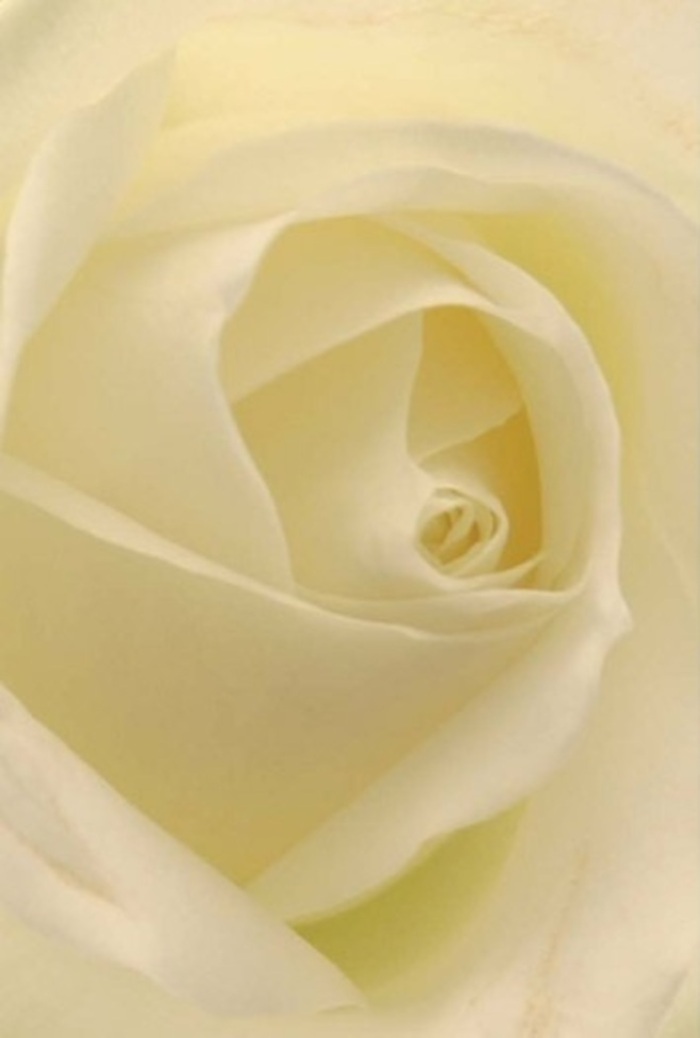 Looking closely at this exquisite white rose, one is immediately immersed in an atmosphere of serenity and subtle beauty, reminiscent of an early stroll through Gipsy Hill's leafy byways. Radiant cream and ivory tones flow seamlessly through each petal, drawing in gentle natural light so it seems as though the flower is softly aglow from within. The meticulously spiraled core, gleaming with purity, reveals the careful hand of a florist who values craftsmanship and attention to detail. The luminous matte texture of the petals, kissed with delicate shadows, suggests texture akin to a silken fabric found in the boutique shops along nearby Gipsy Road. Roses such as this are often chosen by residents for weddings at local venues, remembrance ceremonies, or gestures of enduring affection. There's a clean, understated fragrance that hangs in the air-subtle, calming, and evocative of Gipsy Hill's tranquil gardens. Throughout the arrangement, a quiet resilience is evident; every nuance of ivory and cream, every expertly fanned layer, becomes a testament to Gipsy Hill floristry at its finest. This flower doesn't just represent botanical perfection-it embodies meaningful expression and the warm, personal care trusted by the local community.